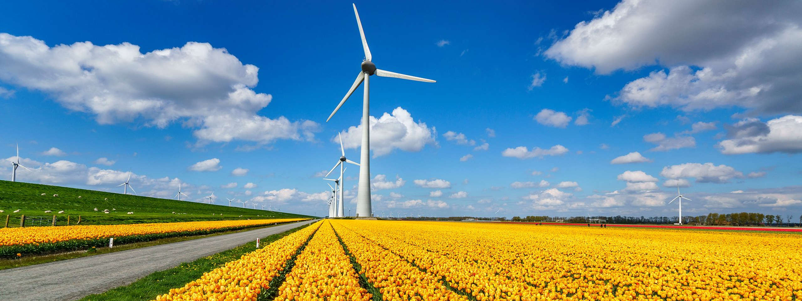 A blooming field of yellow tulips and wind turbines under a blue sky with clouds.