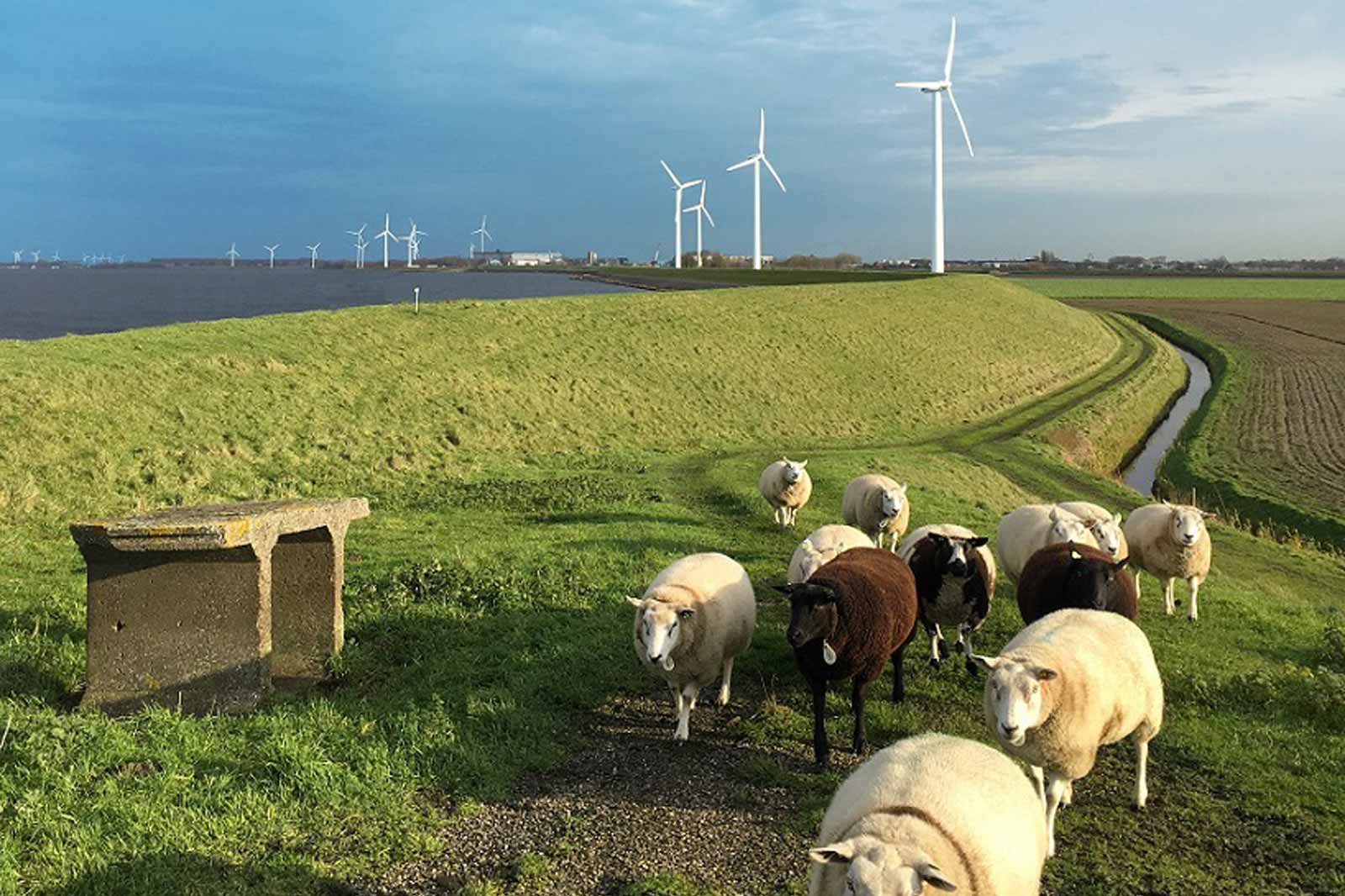 Een weelderig groen veld met schapen, een stenen bank en windturbines op de achtergrond onder een blauwe lucht.
