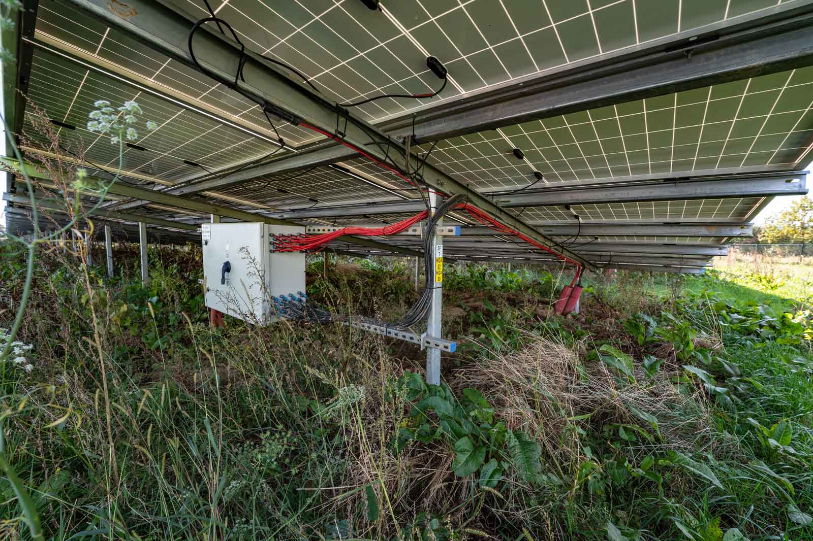A view under solar panels showing a junction box and tangled wiring with overgrown grass and plants surrounding the area.