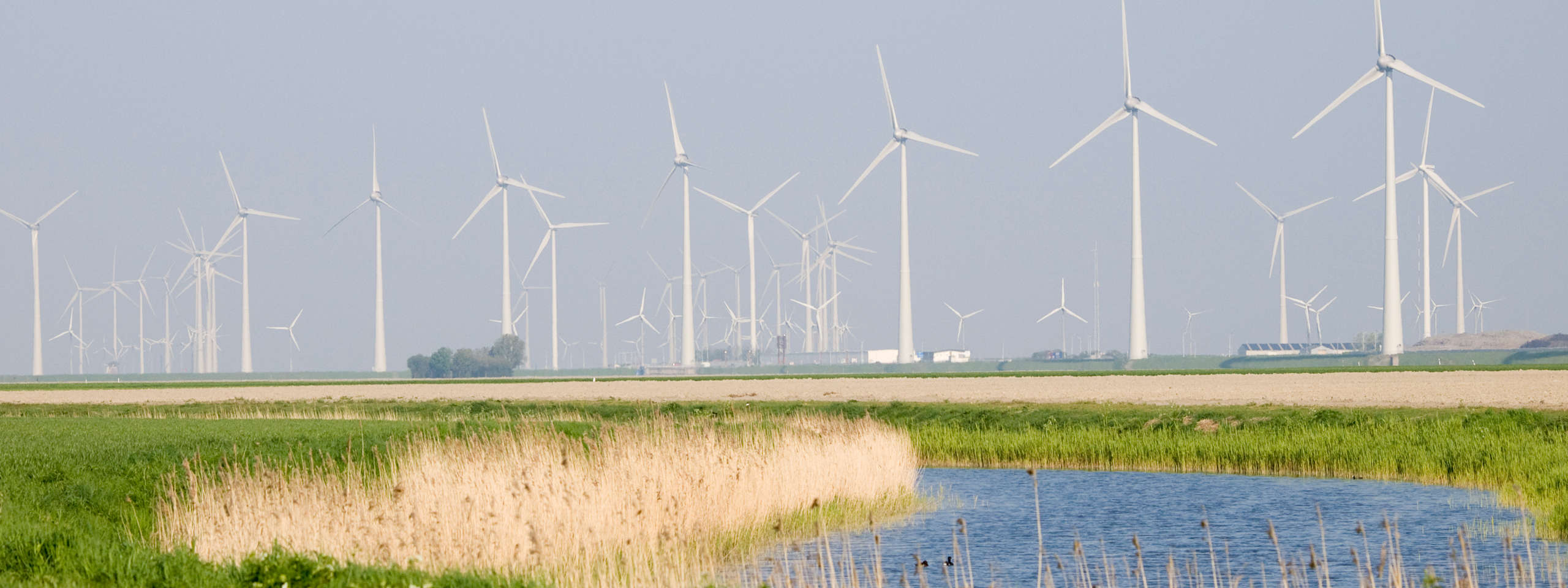 Vast landscape featuring wind turbines, a water body, and reeds in the foreground. Lush green fields under a blue sky.