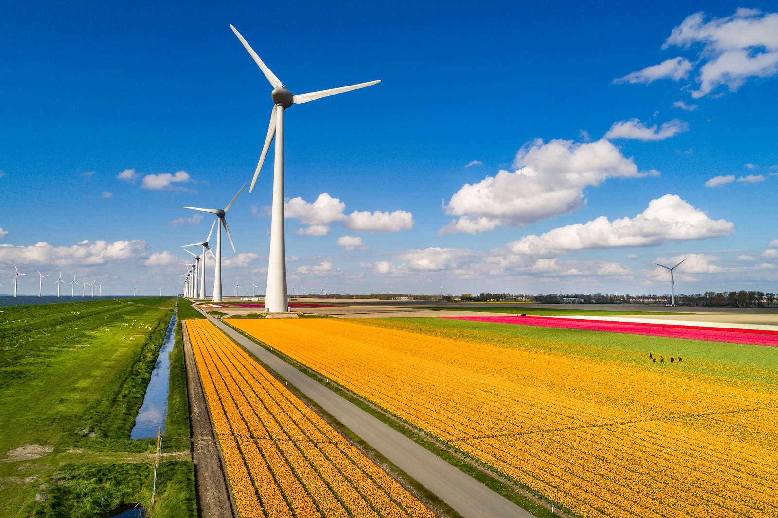 Wind turbines stand beside colourful flower fields under a blue sky with fluffy clouds.