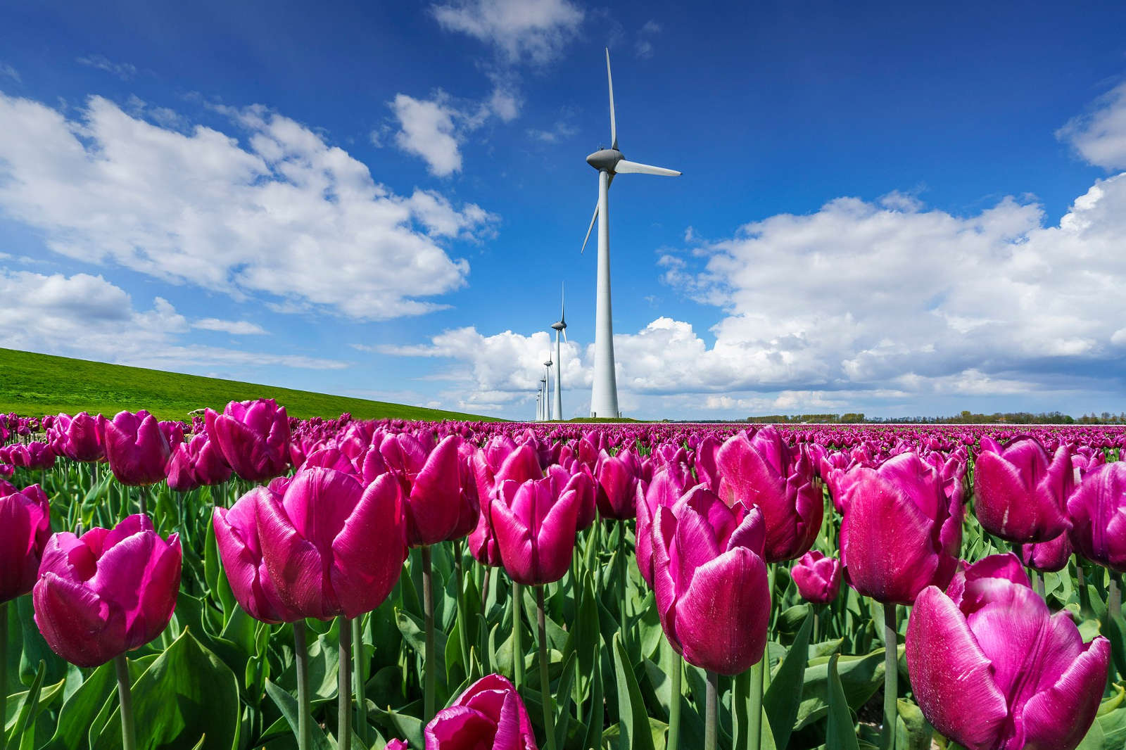 A blooming tulip field with vibrant pink tulips and wind turbines under a blue sky with clouds.