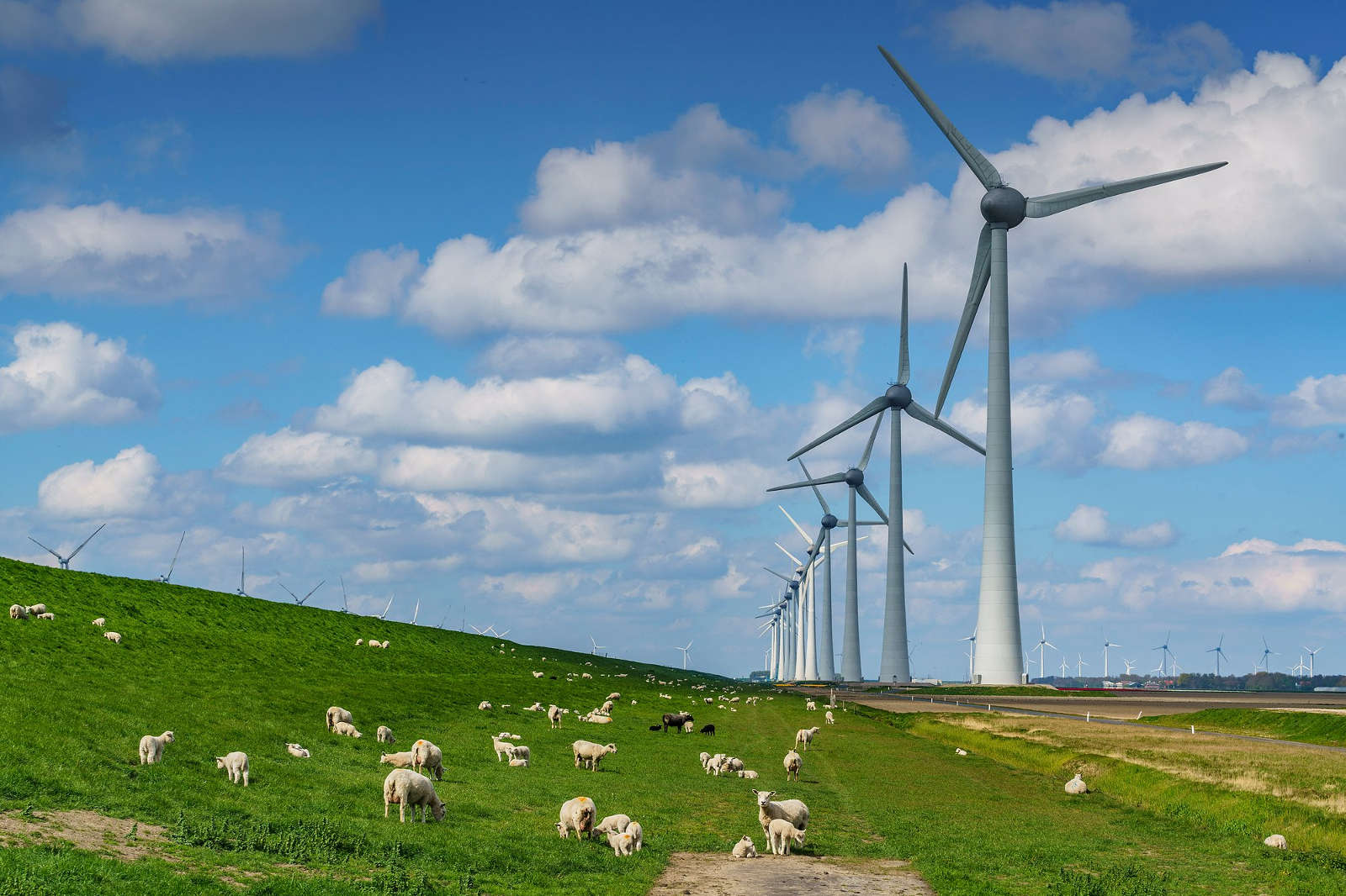 Sheep graze on a green field beside wind turbines under a blue sky with white clouds.