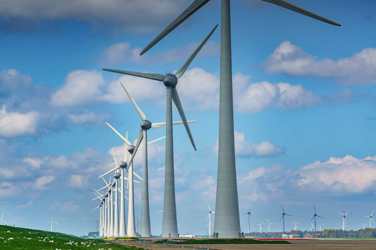 A row of wind turbines against a blue sky with clouds. In the foreground, there is green grass and some sheep.