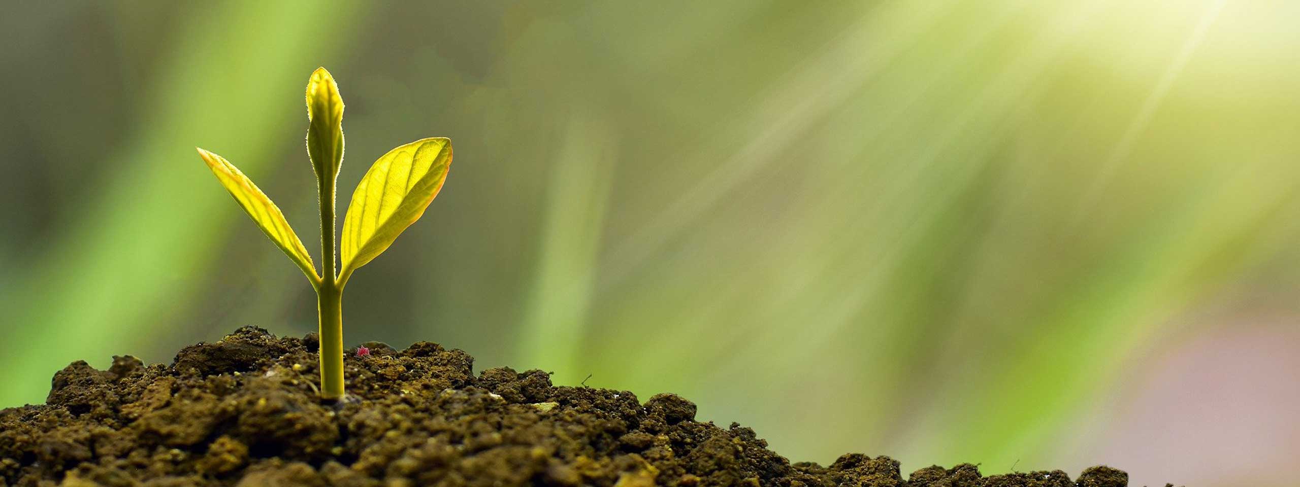 A young green sprout with two leaves emerging from dark soil, illuminated by soft sunlight in a blurred green background.