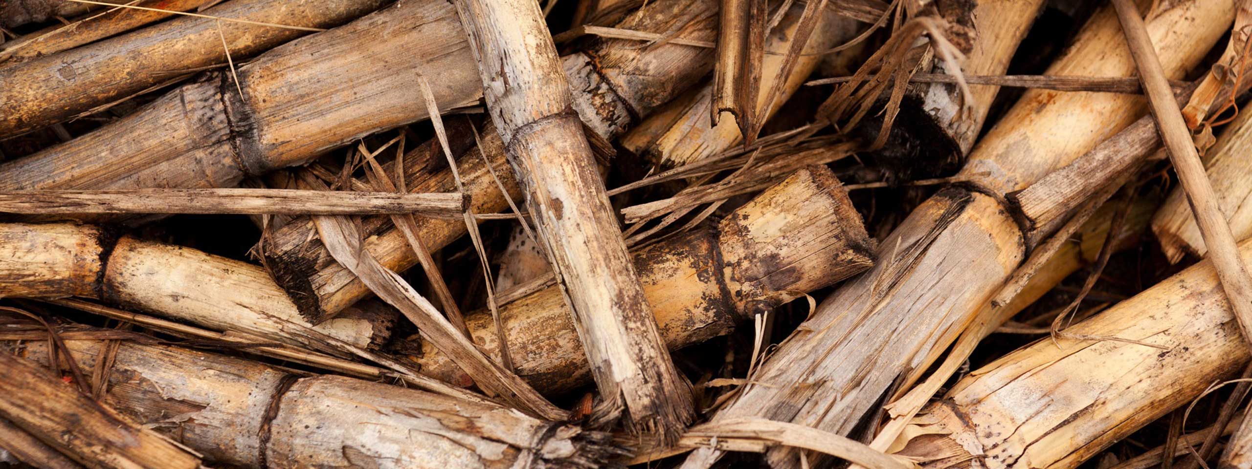 Een verzameling gedroogde suikerrietstelen met een mix van bruin en beige tinten.