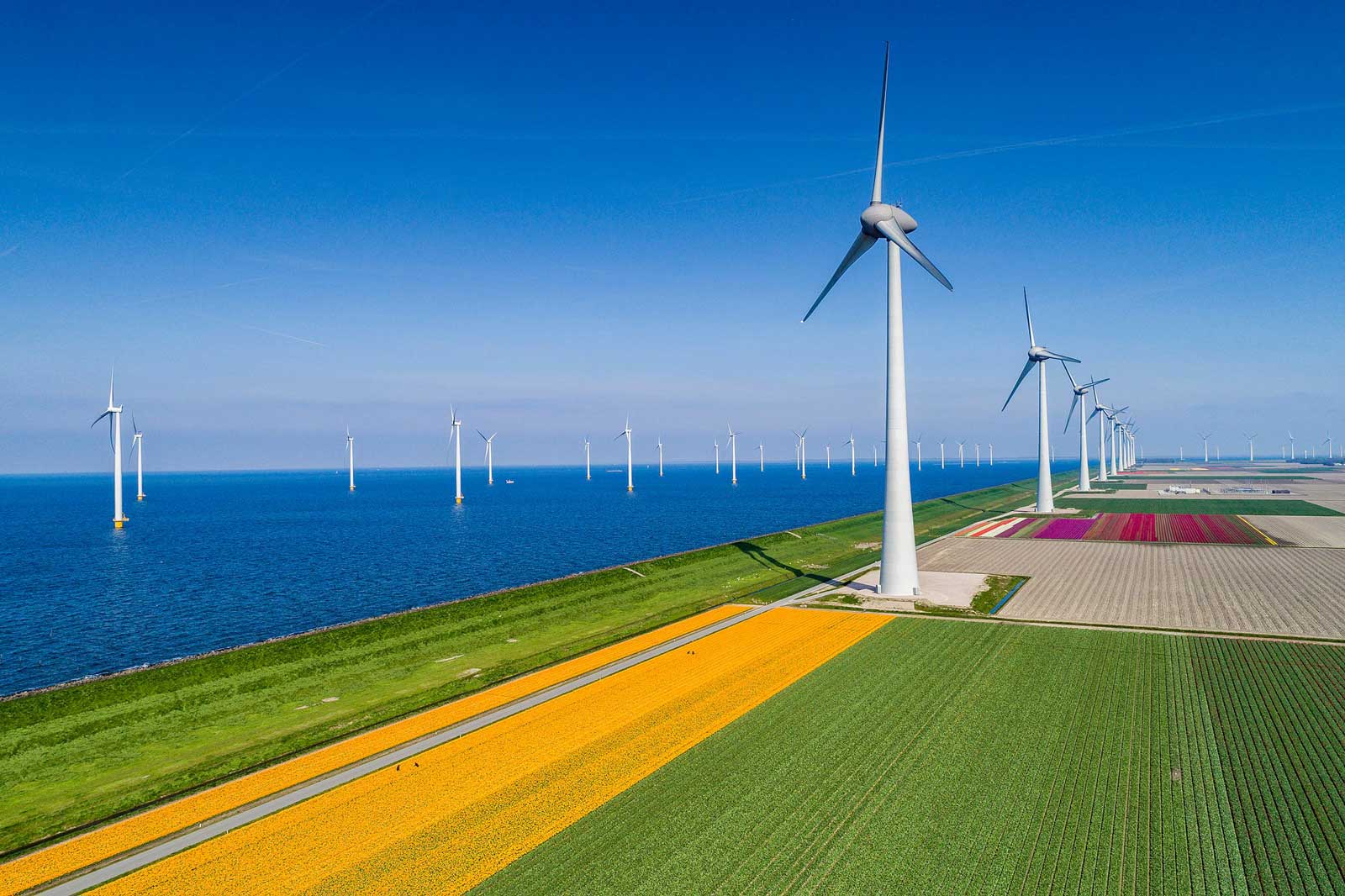 A panoramic view of wind turbines near the sea, with vibrant flower fields in the foreground.