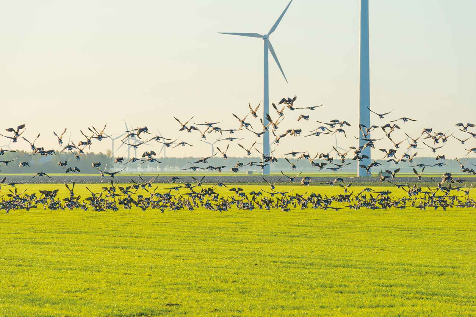 Een zwerm vogels die opvliegen boven een groen veld met windturbines op de achtergrond onder een heldere lucht.