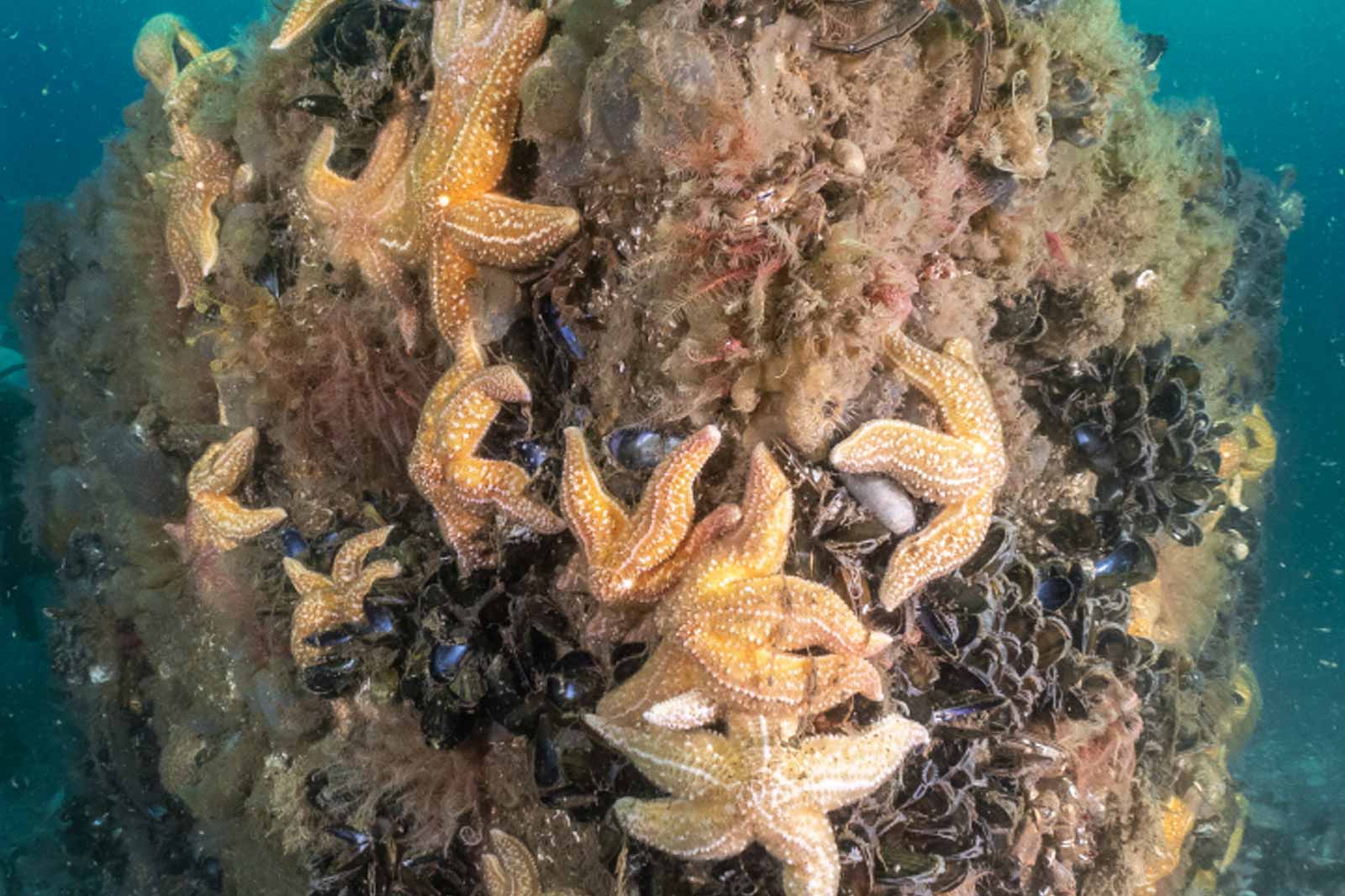 Een levendig onderwaterbeeld met verschillende sterrenbeelden op een rotsachtige ondergrond bedekt met mariene algen.