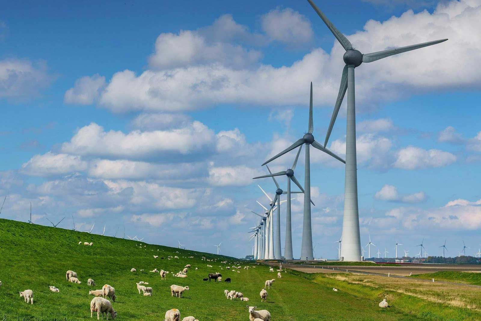 Een landschap met windturbines op de achtergrond en grazende schapen op groen gras onder een blauwe lucht met wolken.